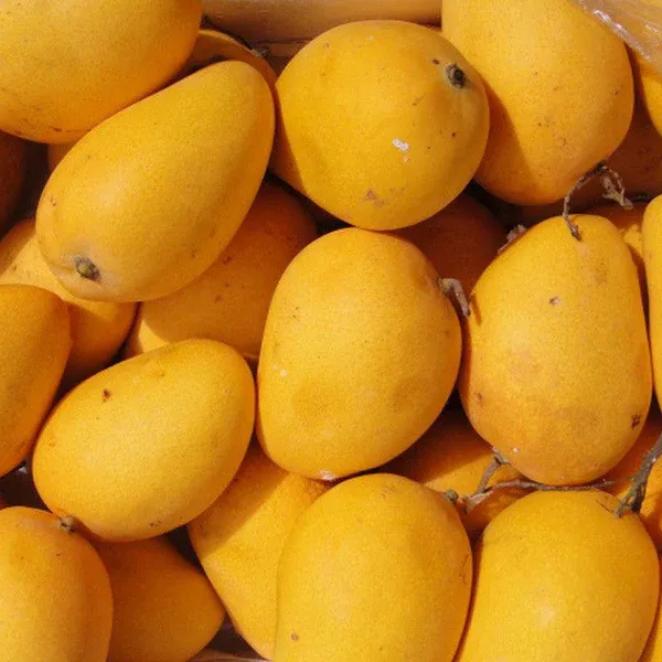 pro_bae_Mango.webp