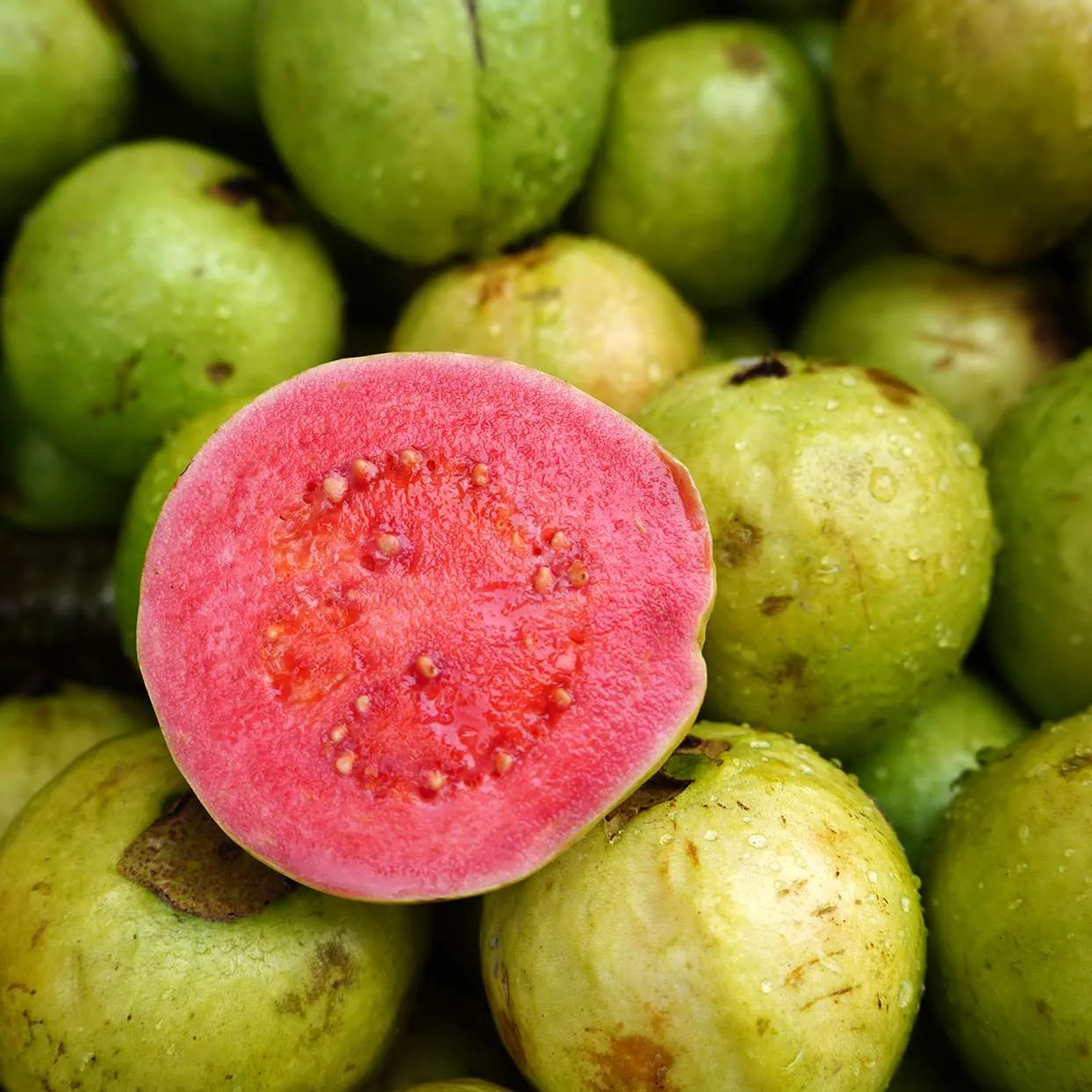 pro_e55_Guava.webp